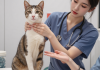 猫咪甲状腺功能减退：罕见但需了解