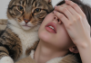 什么是猫咪炎症性肠病（IBD）