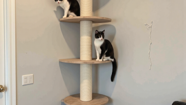为什么室内猫需要环境丰容