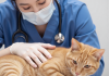 猫咪胰腺炎：隐匿的消化系统急症