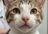 猫咪鼻炎的常见病因