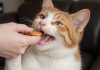 猫咪零食的作用与正确定位