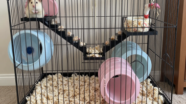 仓鼠品种：不同品种差异显著