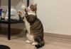 为什么室内猫需要丰容