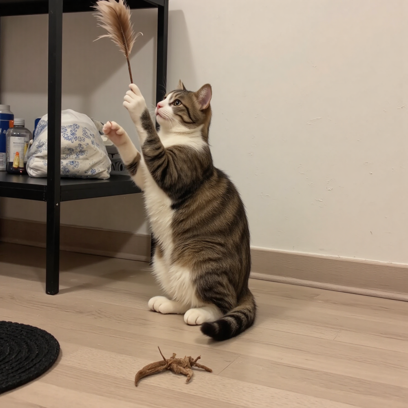 为什么室内猫需要丰容