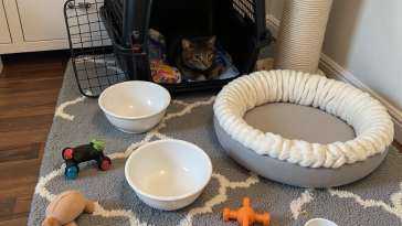 接猫前的家庭环境准备