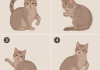 猫尾巴语言：从尾巴动作读懂情绪