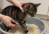猫砂盆摆放与初次引导