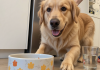大型犬的主粮选择要点